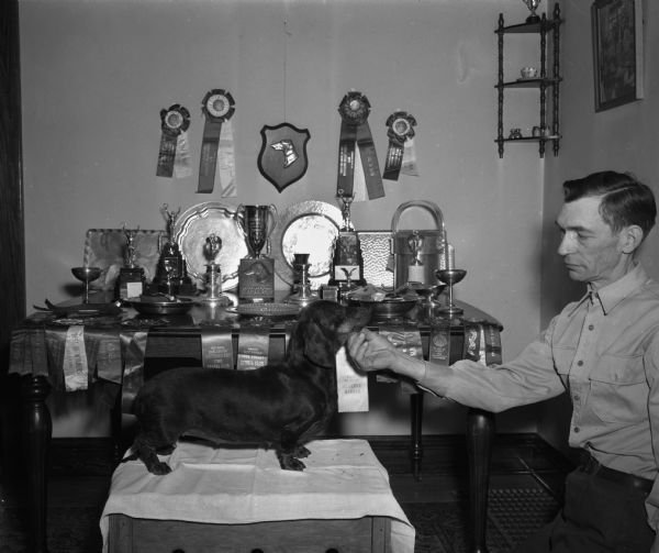Caren, prizewinning dachshund pictured with her owner, Harry Sharpe, owner and breeder of Badger Hill Kennels. Many of the trophies and ribbons won by Caren are on the wall and table behind her.