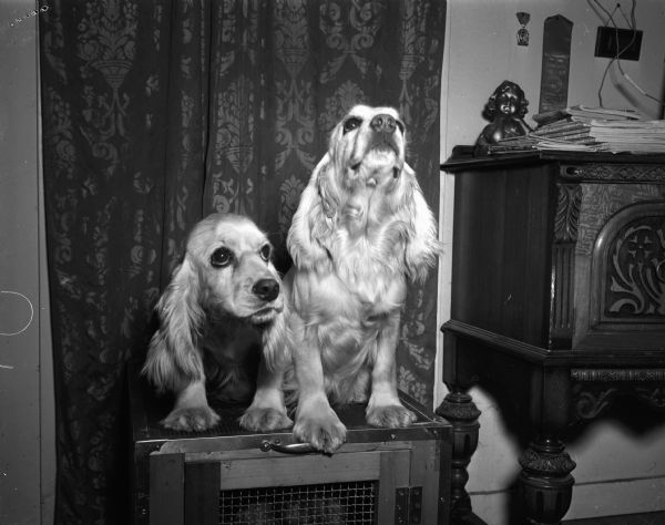 Two cream colored Cocker Spaniels standing on a cage. They were owned by Mrs. Joseph T. Wolters of Wolterswoods Kennels, Dane County.