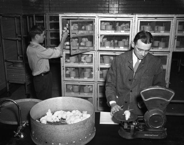 Two men in a laboratory weighing rats at the Wisconsin Alumni Research Foundation.