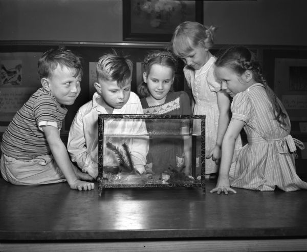 First grade students at Madison's Washington School used special activities to help build their vocabularies. In this photograph five students in Mrs. Helen Beck's class observe goldfish in an aquarium. The students are, from left to right: Douglas Pfanku, Clifton McGraw, Connie Bickel, Vivian Miller, and Kay Carol.