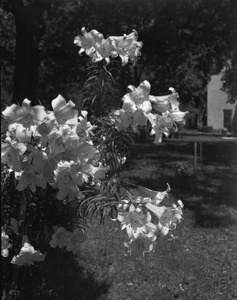 Bed of lilies at 137 Franklin Avenue, home of Madison gardener T.B. Luhman.
