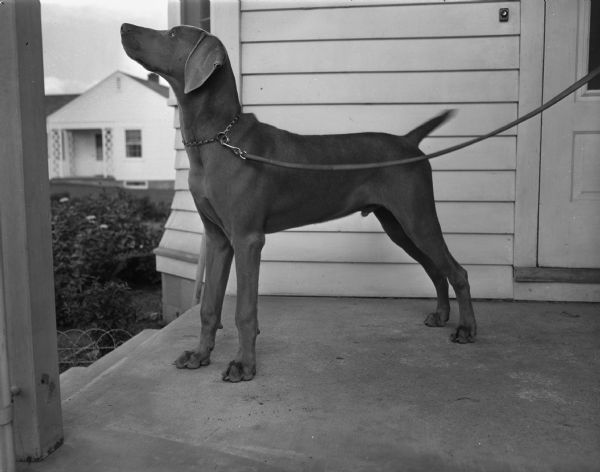 Portrait of a rare Weimaraner dog imported from Germany. The dog is named Boddy and lives at 354 Lucia Crest with Major and Mrs. Albert Snow.