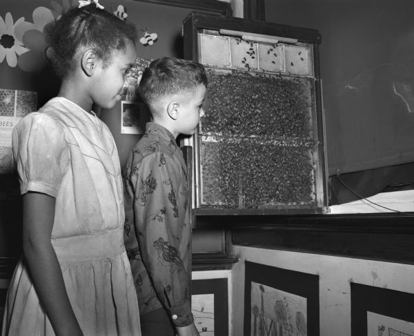 Two fourth graders at Lincoln School, Freddiemae Hill, left, and Russell Allen, Jr, right, are observing 10,000 bees that are preparing for winter in their school classroom. Their science teacher, Evelyn Hahn, started her class project by having a beehive set up in a corner of the classroom so students could observe the tasks of different types of bees in a hive.