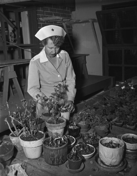Mrs. J.H. Svendsen, a volunteer Gray Lady of the Dane County Red Cross, shown tending patient's plants in the greenhouse at the Mendota hopsital for the mentally ill.