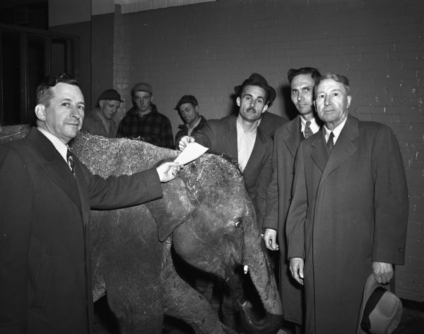 Standing around Annie, is, at right: Tim Harrington, city engineer and acting city manager; James Marshall, director of the city parks division, standing next to him; directly behind the new Annie is Harold Hayes, director of the Vilas Park Zoo (Henry Vilas Zoo). At the extreme left is an insurance man, handing over an insurance policy on the life of the new elephant.