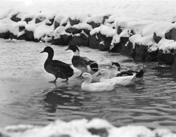 White Peking ducks from China, South American Muscovy ducks, and the wild mallards at the Vilas Park Zoo (Henry Vilas Zoo) in Madison.