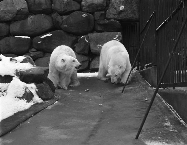 Two Alaskan polar bears at the Vilas Park Zoo (Henry Vilas Zoo) in Madison.