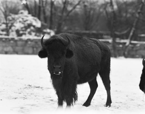 Bison at the Vilas Park Zoo (Henry Vilas Zoo) in Madison.