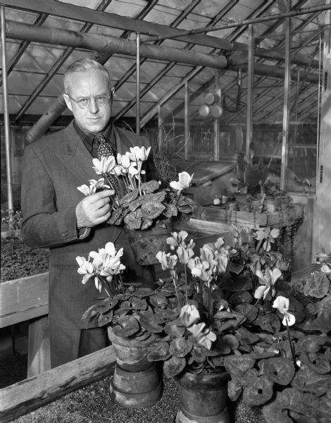 University of Wisconsin professor of horticulture G. William Longenecker with cyclamen plants in a greenhouse.
