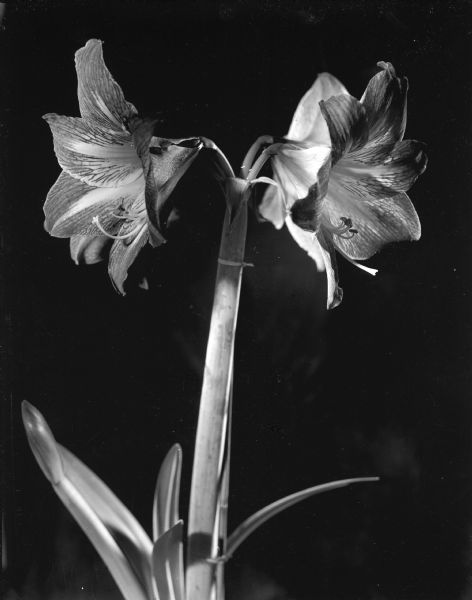 An amaryllis plant with two lily-like blossoms, grown by Mrs. Roy E. Kartack of Baraboo, Wisconsin. Her hobby is hybridizing amaryllis plants.