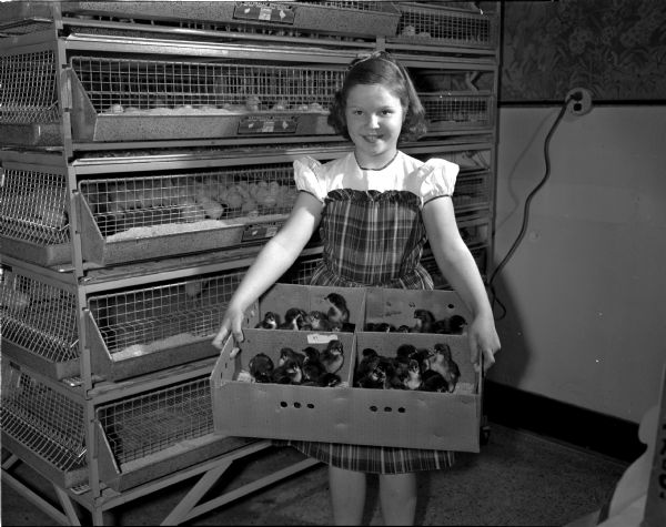 Pictured at the University of Wisconsin poultry husbandry department is Ellen Kayser, daughter of Mr. and Mrs. Paul (Alfie) Kayser, 3 Bayside Drive, holding a tray of baby chicks. The nine-year old recently tended nine two-week-old chicks in the basement of her parents' home for a grownup friend.