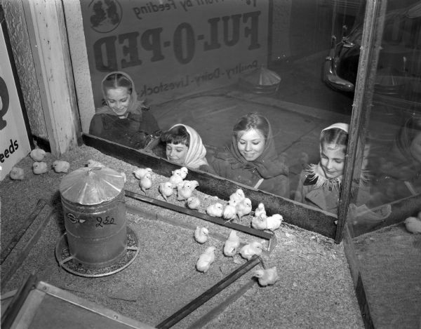 Pictured are four children admiring young chicks in the window of the Miller Hatchery, 2620 East Washington Street. Left to right: Marita Laufenberg, 9, 2529 Commmerical Avenue; her sister Marilyn, 6;  Beverly Weisensel, 11, 2314 Coolidge Street, and Margie Laufenberg, 7.