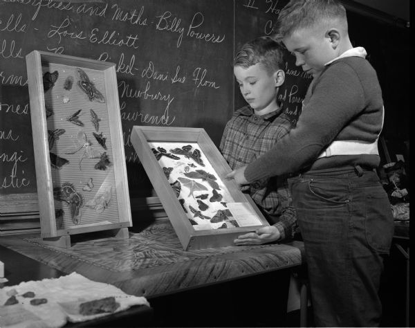 At left, Billy Powers of 306 Norris Court shows his butterfly collection to classmate Dennis Rose, 1028 Clymer Place.  The butterfly collection won first prize at the Washington School Hobby Show.
