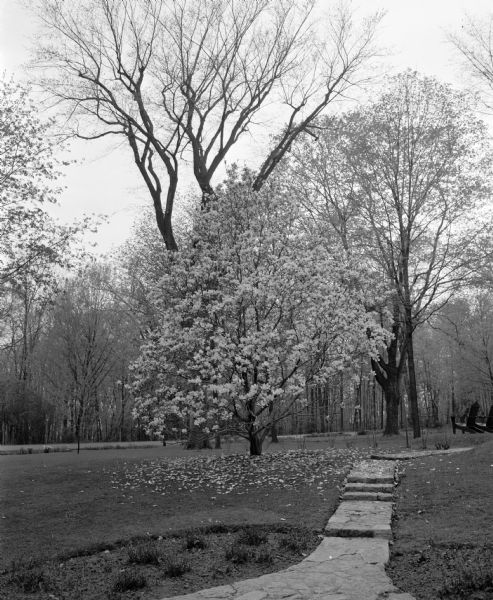 A stone pathway leads past a magnolia tree in full bloom along Butternut Road.