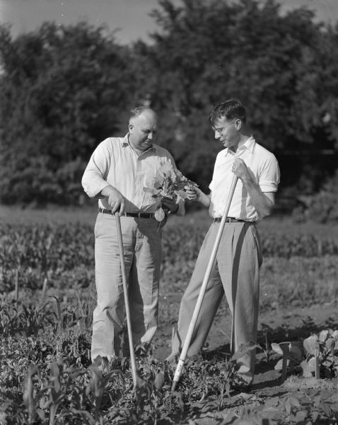 Madison Community Chest sponsored Farley Tract community garden. Erwin O. Huebnow, the 1948 Farley tract head, is shown with Professor Paul Bender, who is the head for 1949.