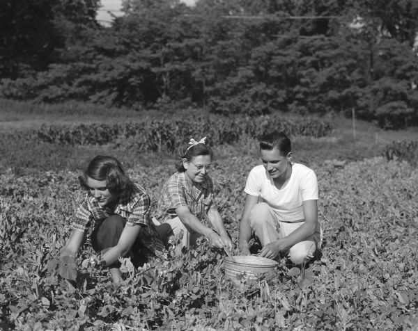 Madison Community Chest sponsored Farley tract community garden. Mrs. Rex L. Liebenberg is picking peas with her children, Lelia (14) and Don (17).