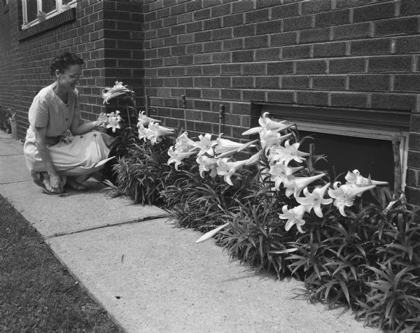Mary (Mrs. Richard) Rossmaessler admires the Easter lilies growing at her home at 3113 Buena Vista Street.