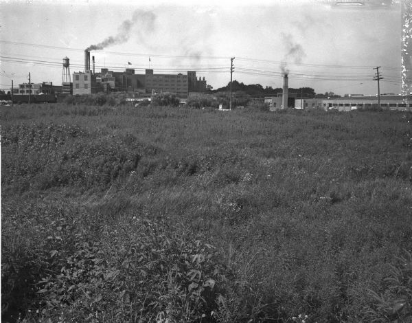 A ragweed field near the Oscar Mayer and Company plant at 910 Mayer Avenue. When the ragweed blooms, it will cause misery for Madison's hayfever victims.