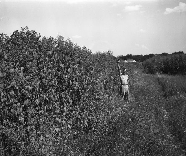 Mr. Robert Williams standing next to a field of ragweed that towers over him.The field is near the Oscar Mayer plant, 910 Mayer Avenue. When the ragweed blooms it will cause misery to Madison's hayfever sufferers.