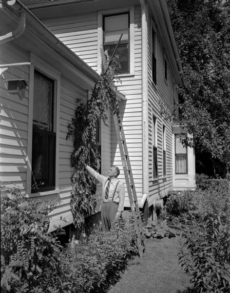 Earl L. Vanderhoef Sr., 312 N. Blair Street, standing on the ground near a ladder and showing his tomato plant, which grew to a height of 14 feet. He was challenged by another tomato grower who had two seven foot plants. There is a birdhouse hanging on the side of the house on the left.