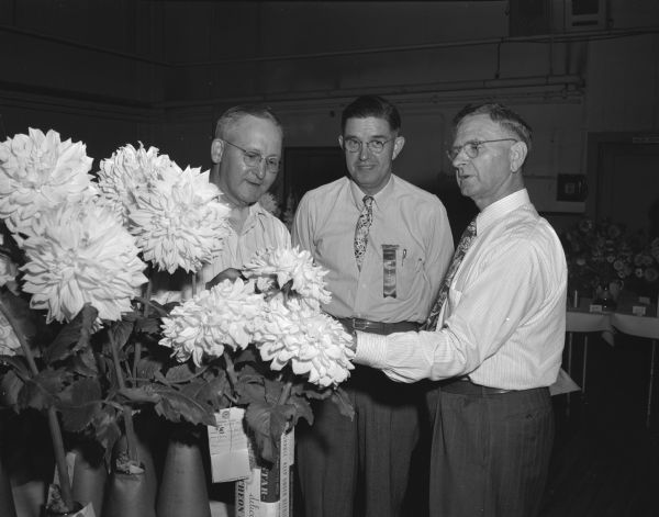 Officers of the Badger State Dahlia Society are shown admiring blooms at the society's fourth annual show opened at the Community Center, 16 East Street. Left to right are: L.W. Amborn, Madison, treasurer; Otto Sell, Evansville, President, and W. B. Senty, Madison, Secretary.