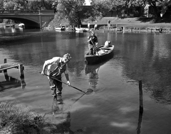 Two Wisconsin Department of Natural Resources employees removing dead fish from the Yahara River near the Johnson Street bridge. The fish were evidently killed by industrial wastes that entered the river from a storm sewer.