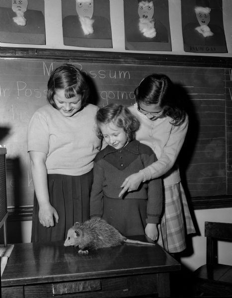 Three girls from Lincoln School pose with an opossum that escaped from its cage. The students are, left to right, Nancy Hagen, Jean Diane Gutzman, and Jane Craig.