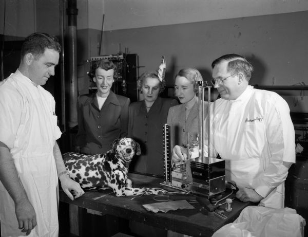 Three members of the Madison Heart Fund campaign committee visit with two doctors at a University of Wisconsin medical school research laboratory. From left are pharmacology student Robert T. Capps, committee members Mrs. Frederick L. (Lucia) Leach, Mrs. F.G.H. (Josephine) Maloney, and Mrs. Frederick (Violet) Miller, and Pharmacology Professor, Doctor O.S. Orth. A spotted dog (dalmation) is lying on a laboratory table.