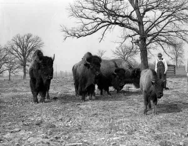 A small herd of buffalo roam the 271-acre hobby "ranch" of Ed Shey and Peter Strand near Deansville."Pete" Strand is standing next to the herd on the right