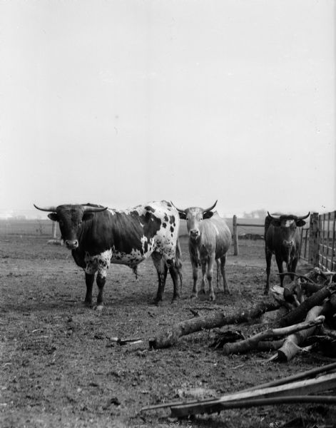 Rare Texas longhorn cattle, among the few survivors of that famous strain, are pictured grazing at the 271-acre hobby "ranch"  of Ed Shey and Peter "Pete" Strand near Deansville. The cattle came from a governmental herd established about 1920 to save the breed from becoming extinct.