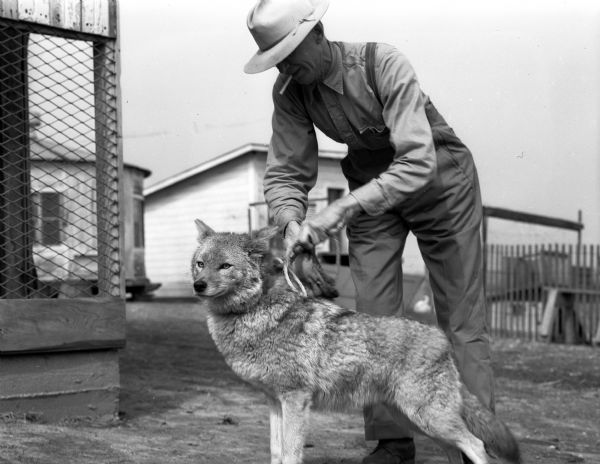 Ed Shey is pictured with his pet coyote, Wolf, on the 271-acre hobby "ranch" he owns with Peter "Pete" Strand near Deansville. The coyote came from Nebraska, and for a time was a house pet at Shey's home in Sun Prairie until Wolf began to dig up Mrs. Shey's flower beds and was evicted to the ranch.