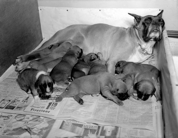 Boxer dog with ten puppies. The pet dog, "Roxy," is owned by Mr. and Mrs. Bernard Porter.
