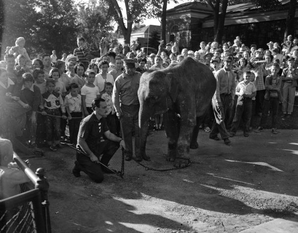 Three members of the Vilas Park Zoo (Henry Vilas Zoo) guided a new elephant in front of a crowd gathered for the occasion. The zoo staff members are, from left, Harold Hayes, zoo director; Jesse Butler; and "Mac" McCarthy.