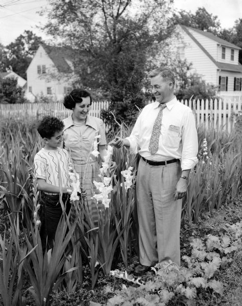 Mr. and Mrs. John (Angeline) Magnaseo standing in their garden at 25 Hillside Terrace with their thirteen-year-old son, Peter, admiring "Cupid," one of their favorite varieties of gladioli. Mr. Magnaseo is a director of the Madison Gladiolus society which is hosting the international show.