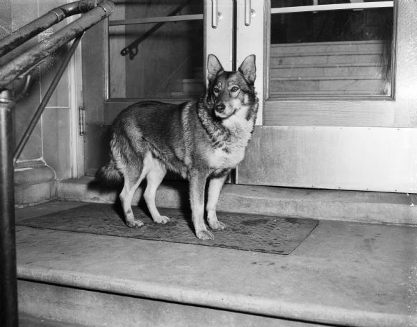 'Princess' the Norwegian Elkhound waiting by the front doors of St. Mary's hospital. The dog waited every day for over five months for her owner, Mrs. B.M. Howley, sniffing everyone who came out during visiting hours. If there were no people around, the dog moved to beneath the window where Mrs. Howley stayed.