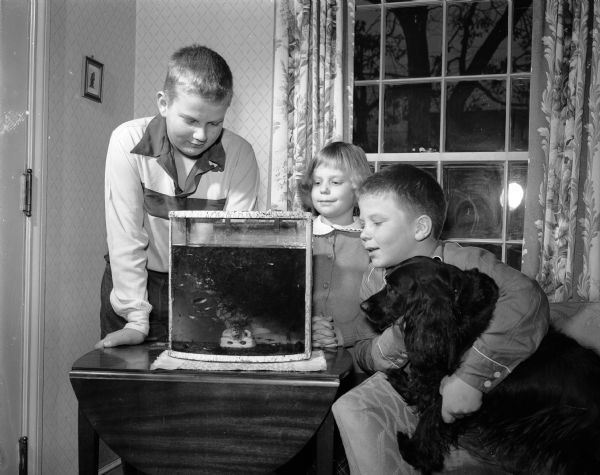 Arthur Wegner Jr., age 13, and siblings Anne, 6, and Dick, 10, looking down into an aquarium containing their 200 pet guppies as Dick is hugging the boys dog, "Fifty-Fifty."