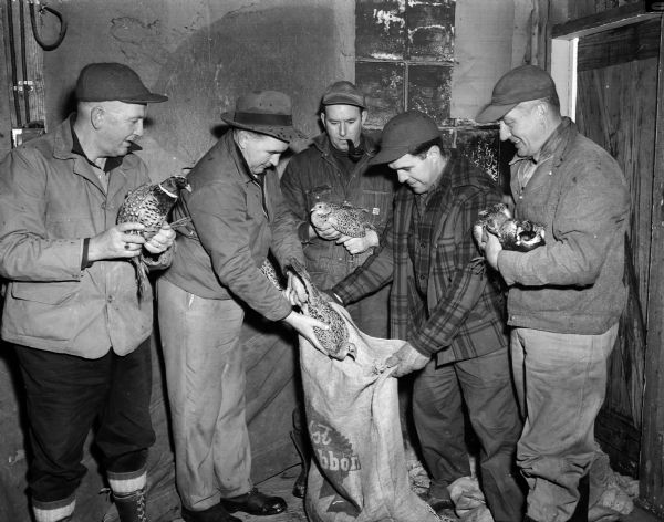 Five men in outdoor clothing holding and placing live pheasants into a large bag. The Middleton Sportsmen's Club released about 150 pheasants at different locations from Middleton Beach to west of Cross Plains. Left to right are; J. M. Schlump, club president, Vic Burcalow, Jerome Hillebrand, Frank Hildebrandt, and Jake Gronenthal.