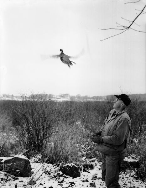 Ted Ziegler releasing a pheasant into a rural field. The Middleton Sportsmen's Club raised pheasants from chicks in its brooder house and pens for later release at several locations ranging from Middleton Beach to west of Cross Plains.