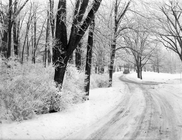 A scene in Vilas Park showing frost covered trees and a lone vehicle.