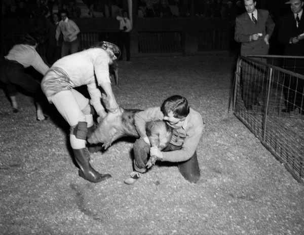 Two girls subdue a piglet by tying its feet together as two judges wearing suits and holding stop watches look on. Other contest participants and spectators are visible in the background. They are inside the University of Wisconsin Stock Pavilion.