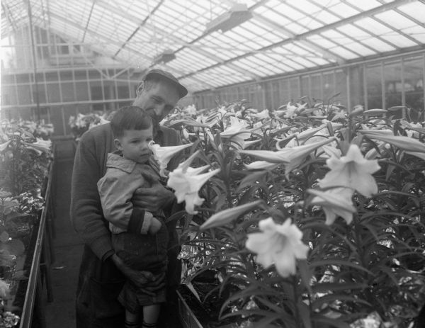 Rentschler's Greenhouse employee, Otto Wagner, holds Harold Kautzer, Jr., a 3-year-old neighborhood boy, to see and smell the easter lilies grown there.