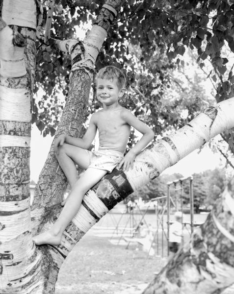 Gilbert Peterson sits in a tree at the Shorewood Hills Play School, a summer recreation program at Shorewood Hill schools and parks.