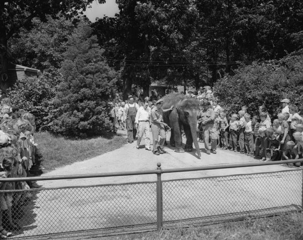 Winkie, the Vilas Zoo elephant, is led by zoo keepers to summer quarters with many children looking on during a party to celebrate Winkie's birthday and 2nd anniversary at the zoo.