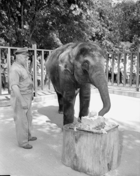 A zoo keeper is standing beside Winkie, the Vilas Zoo elephant, as she is eating her "birthday cake" to celebrate her birthday and second anniversary at the zoo.