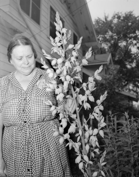 Mrs. Grace Connaughton stands beside her blooming yucca plant.