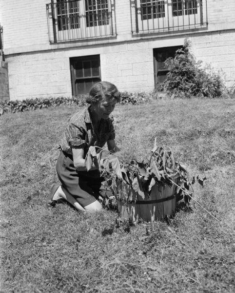 Attic Angel members (plus a few husbands and children) took part in a clean-up party at the former Louis M. Hobbins at 102 East Gorham Street that the association had purchased for a nursing home. Virginia Purnell, the chairman of the event, is shown stuffing weeds in a basket.