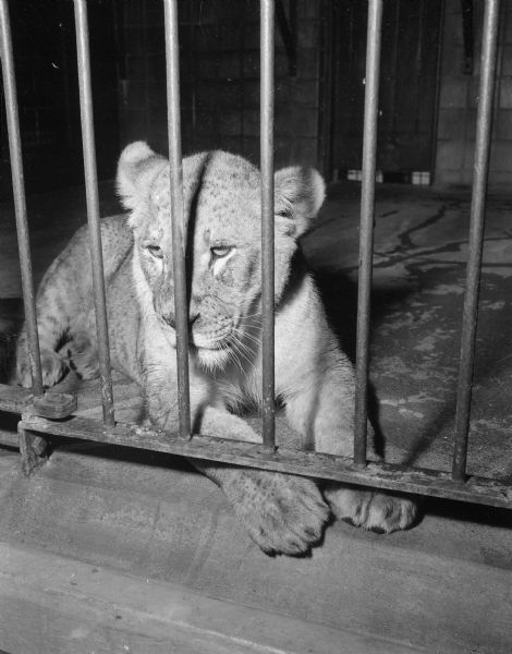 A 2-year old lioness was purchased from a San Francisco firm by the Madison Lions Club and presented to the city of Madison as a gift.