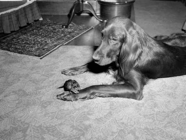Darling's Donegal Dugan, an Irish setter, with an injured baby robin he "adopted."