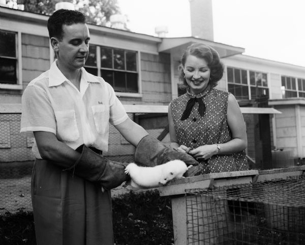 Richard and Ruth Shackleford posing with a prize white mink outside of the small animal house at 2105 Herrick Drive. Richard, a member of the U.W. genetics department, is manager of the Fur Animal Research Laboratory, from which he retired in 1974. Ruth is chairman of dance committee of the University League Junior Division. The Junior Division is a support organization for U.W. faculty women and wives of faculty members.