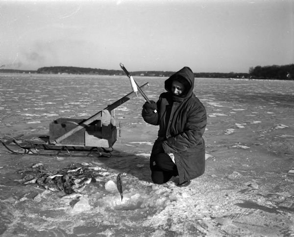 Mrs. Ken Christenson pulling a perch out of a hole cut in the ice of Lake Mendota during sub-zero weather.